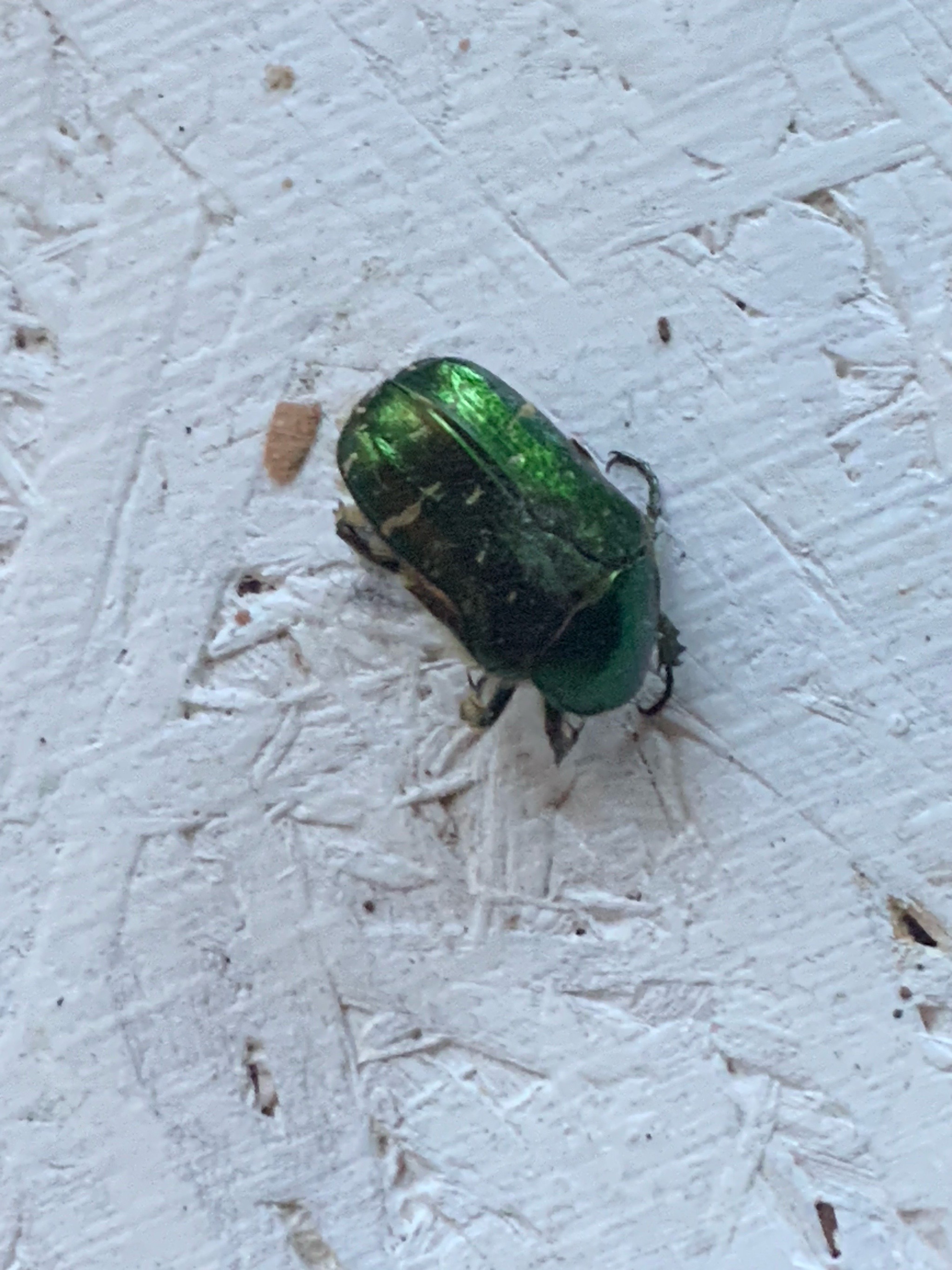 Cetonia aurata