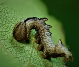 Foto af Poppel-dromedarspinder (Notodonta tritophus) | Larve