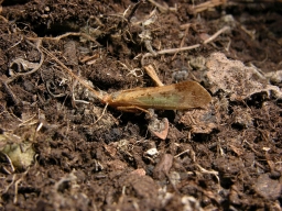 Foto af Limnephilus flavicornis (Limnephilus flavicornis)