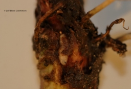 Foto af Stor urtesvirreflue (Cheilosia gigantea) | Larve