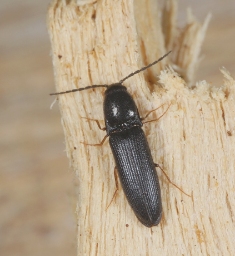 Foto af Procraerus tibialis (Procraerus tibialis) | Standardfoto