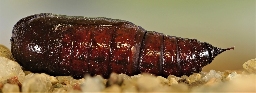 Foto af Rødlig forårsugle (Orthosia miniosa) | Puppe