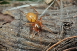 Foto af Sorthaleedderkop (Ostearius melanopygius) | Han