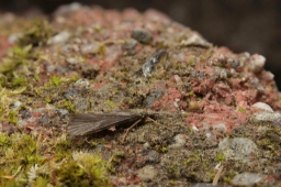 Foto af Hydropsyche angustipennis (Hydropsyche angustipennis) | Han