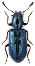 Foto af Skinkebille (Korynetes caeruleus) | ME Smirnov - www.zin.ru/Animalia/Coleoptera