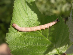 Foto af Algierugle (Dysgonia algira) | Standardfoto