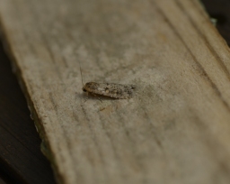 Foto af Smalvinget ugle (Spodoptera exigua) | Hun