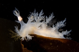Foto af Dendronotus lacteus (Dendronotus lacteus) | Standardfoto