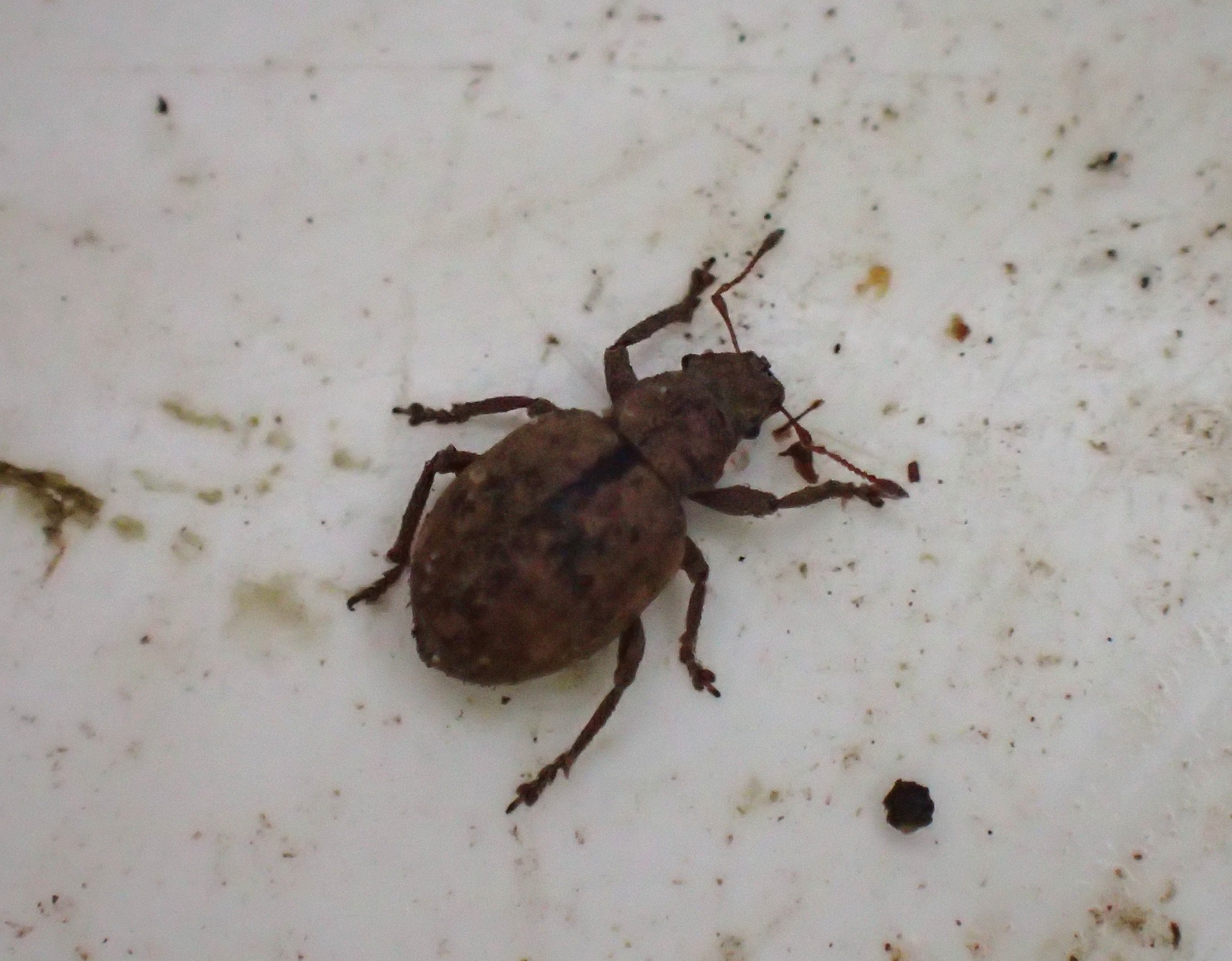 Strophosoma melanogrammum