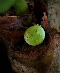 Foto af Majspinder (Drymonia ruficornis) | Æg