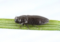 Foto af Strandpragtbille (Aphanisticus pusillus) | Standardfoto