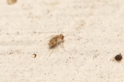 Foto af Dorypteryx longipennis (Dorypteryx longipennis) | Standardfoto