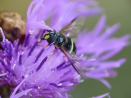 Foto af Bredbåndet skovsvirreflue (Dasysyrphus tricinctus) | Hun