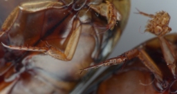Foto af Graphoderus austriacus (Graphoderus austriacus) | Detalje