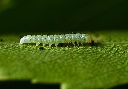 Foto af Karmeliterspinder (Odontosia carmelita) | Larve