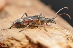 Foto af Båndet tandbuk (Rhagium bifasciatum) | Standardfoto