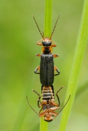 Foto af Cantharis nigricans (Cantharis nigricans) | Ole Martin