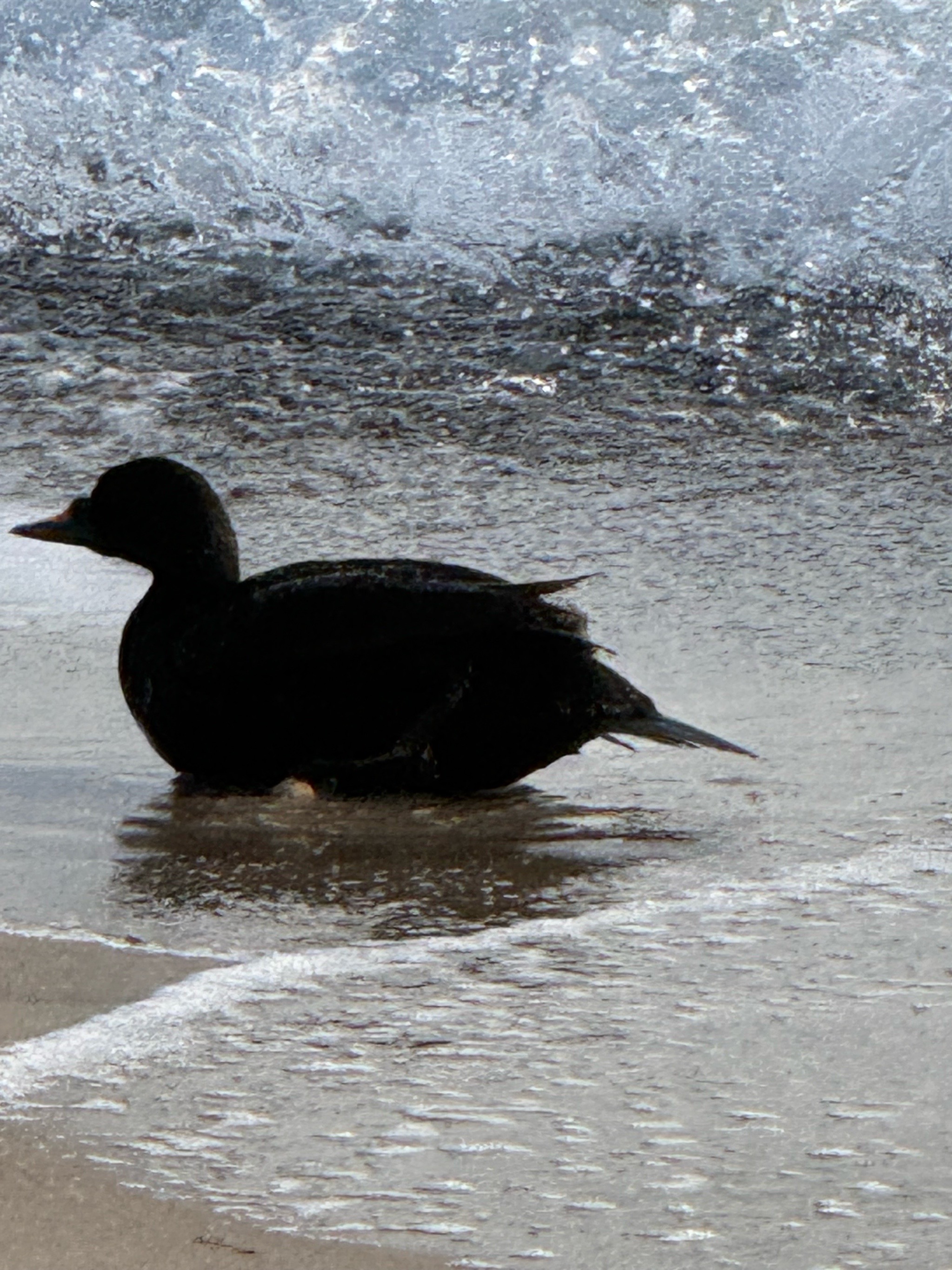 Common Scoter (Melanitta nigra), photo 10