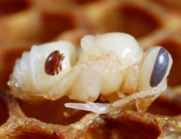 Foto af Varroamide (Varroa destructor) | Standardfoto