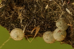 Foto af Lille pragtugle (Eublemma ostrina) | Æg