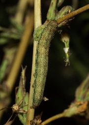 Foto af Tornet salat-ugle (Hecatera dysodea) | Larve