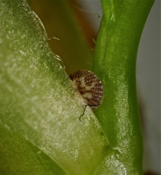 Foto af Egeknopugle (Lithophane ornitopus) | Æg