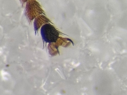 Foto af Tidlig urtesvirreflue (Cheilosia urbanus) | Han