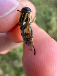 Foto af Hybrid-sumpsvirreflue (Helophilus hybridus) | Hun