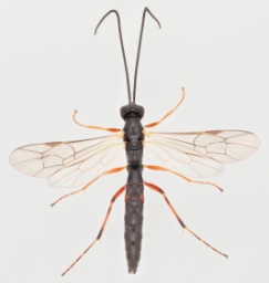 Foto af Glypta ceratites (Glypta ceratites) | Malcolm Storey