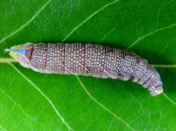 Foto af Aftenpåfugleøje (Smerinthus ocellata) | Larve