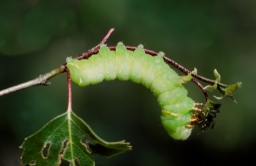 Foto af Tidlig frostugle (Brachionycha nubeculosa) | Standardfoto