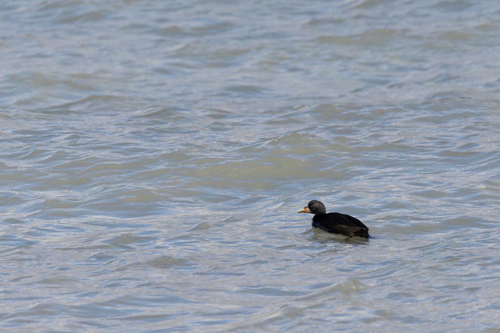 Common Scoter (Melanitta nigra), photo 7