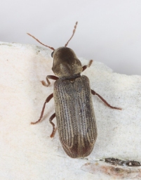 Foto af Hemicoelus costatus (Hemicoelus costatus) | Standardfoto
