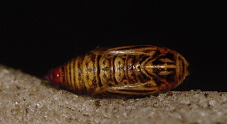 Foto af Okker-måler (Aspitates ochrearia) | Puppe