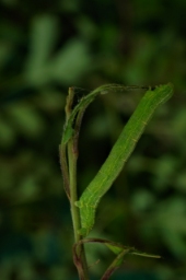Foto af Slåen-frostmåler (Theria rupicapraria) | Larve