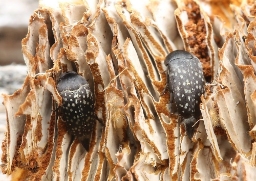 Foto af Småplettet brodbille (Curtimorda maculosa) | Standardfoto
