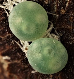 Foto af Lille måneplet (Clostera curtula) | Æg