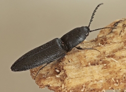 Foto af Matsort træsmælder (Crepidophorus mutilatus) | Standardfoto