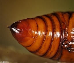 Foto af Tvivlsom mus (Hoplodrina ambigua) | Puppe