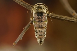 Foto af Fjer-måler (Phigalia pilosaria) | Hun