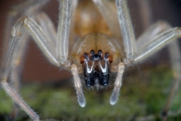 Foto af Cheiracanthium mildei (Cheiracanthium mildei) | Hun