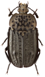 Foto af Rynket ådselbille (Thanatophilus rugosus) | Standardfoto