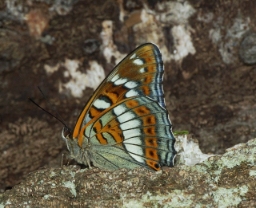 Foto af Poppelsommerfugl (Limenitis populi) | Han