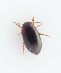 Foto af Hydroporus memnonius (Hydroporus memnonius) | Standardfoto
