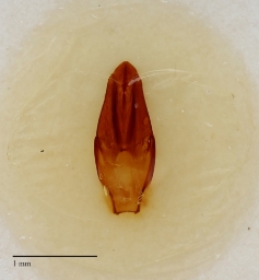 Foto af Byrrhus pustulatus (Byrrhus pustulatus) | Danmarks BilleBank - danbiller.dk