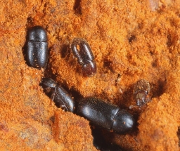 Foto af Cis bidentatus (Cis bidentatus) | Ole Martin