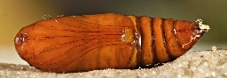 Foto af Frønnet landmand (Agrotis puta) | Puppe