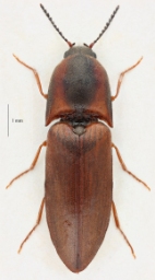 Foto af Sericus brunneus (Sericus brunneus) | Standardfoto