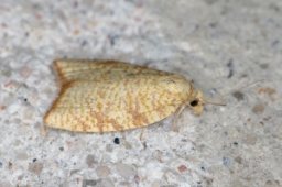 Foto af Aleimma loeflingiana (Aleimma loeflingiana) | Standardfoto