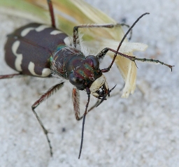 Foto af Klitsandspringer (Cicindela maritima) | Standardfoto